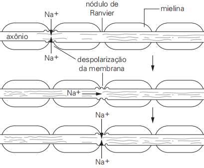 impulso transmitido pelos neurônios