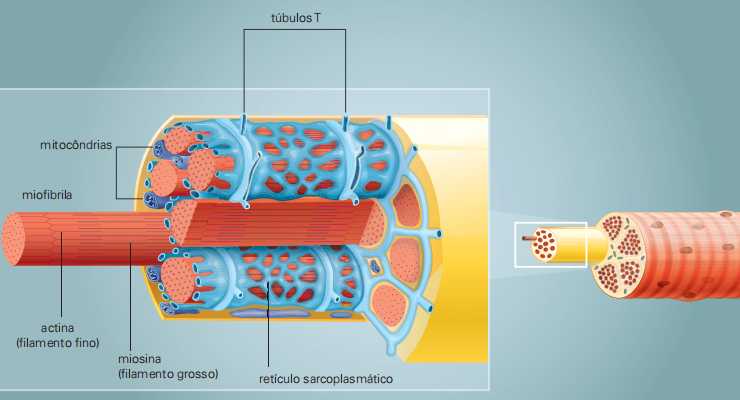 retículo endoplasmático e miofibrila