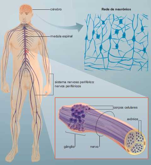 rede de neurônios do cérebro e, embaixo, gânglio em um nervo.