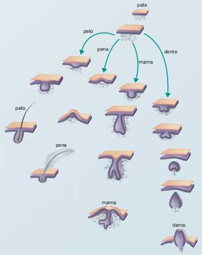 ectoderme e da mesoderme em diferentes animais.