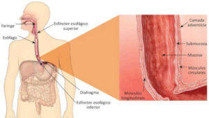 esôfago anatomia
