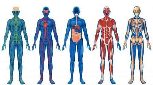 Foto de Principais sistemas do corpo humano