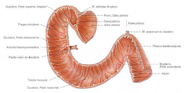 Partes do duodeno