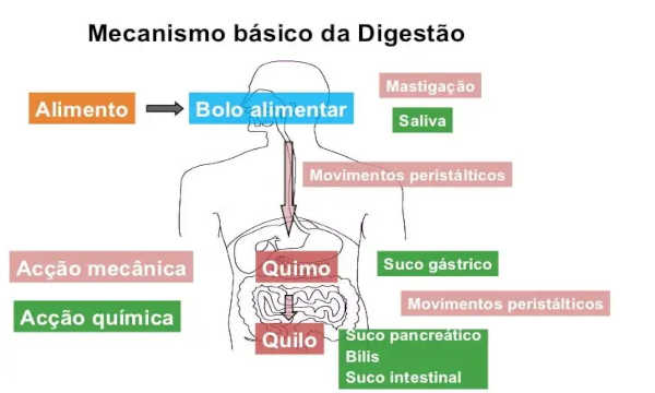 O que é quimo, quilo
