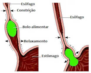 O esôfago e o movimento peristáltico