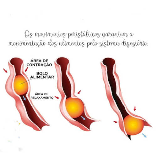 O que é movimento peristáltico