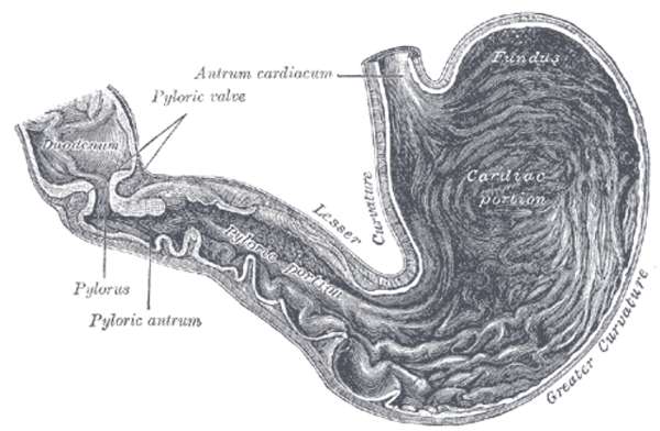 O que é Piloro: anatomia, função