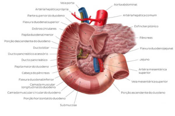 Histologia duodeno