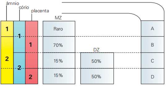 Frequência de compartilhamento de anexos embrionários humanos, em gêmeos monozigóticos (MZ) e dizigóticos