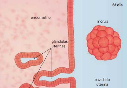 um pequeno embrião chega ao útero.