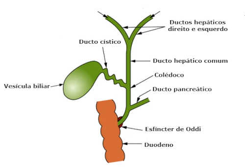 A bile produzida pelas células do fígado