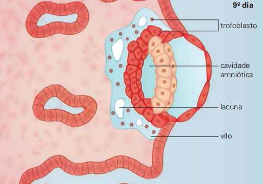 começa a se formar um primórdio de cavidade amniótica.