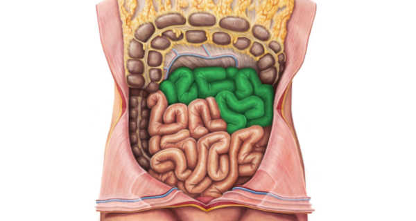 Jejuno: função anatomia – O que é