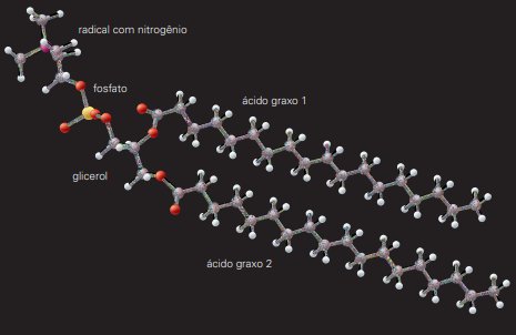 Representação tridimensional da molécula de fosfolipídio
