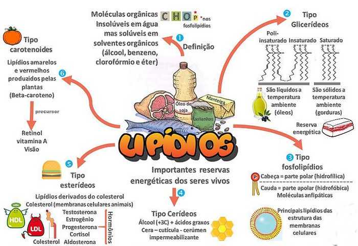 O que são Lipídios: função