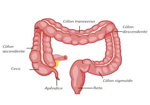 Ceco: o que é, anatomia, função