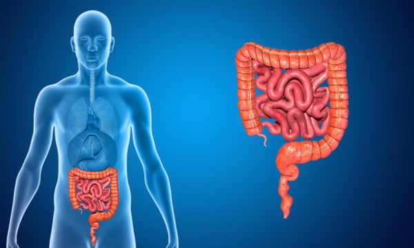 Reto: anatomia, função