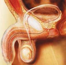 Sistema genital masculino