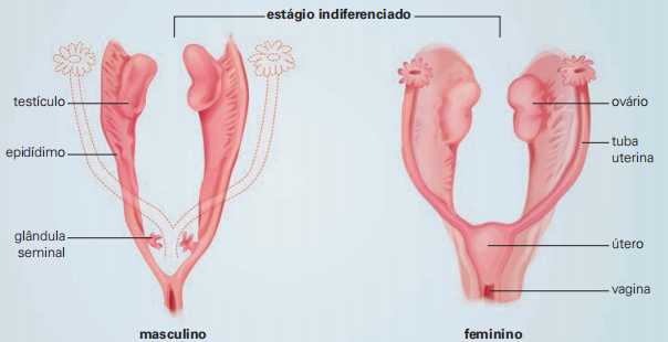desenvolvimento dos órgãos sexuais e a regressão do órgão tubular