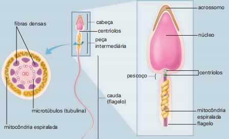 Anatomia do espermatozoide