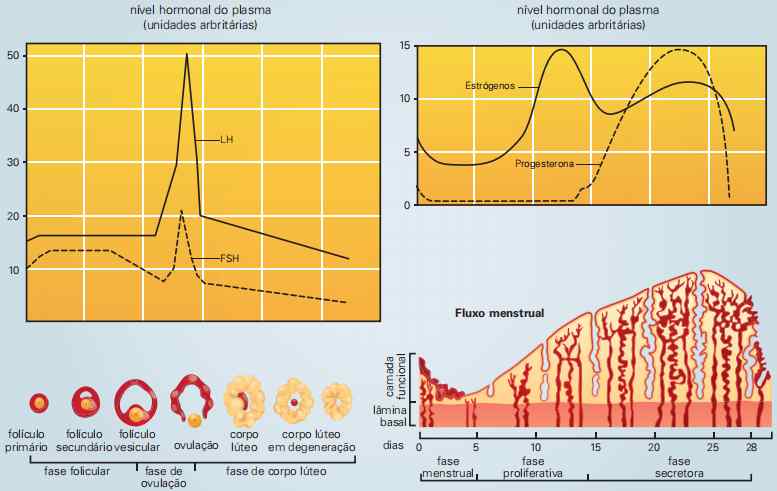 Representação das mudanças hormonais e das alterações da parede uterina ao longo do ciclo menstrual.