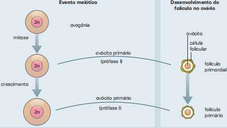 ciclo menstrual